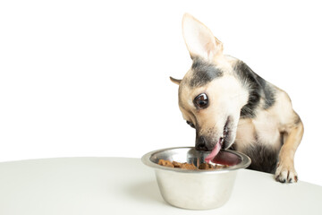 dog eats from a dog bowl isolated, pet food, funny animal licks dry feed with its tongue