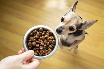 cute toy terrier dog asks for food from the owner, stands on its hind legs, top view, pet food