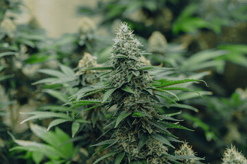 flower bud marijuana plant close-up trichome