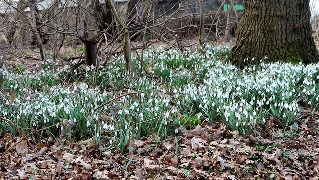 Beautiful Snowdrops dancing in the wind in Spring in the forest woodland, these delicate white bell shaped flowers are one of the first signs of Spring