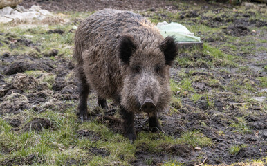 Wild boar. Sus scrofa, big wild swine or pig.