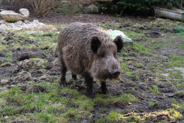 Wild boar. Sus scrofa, big wild swine or pig.