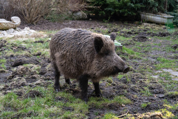 Naklejka na ściany i meble Wild boar. Sus scrofa, big wild swine or pig.