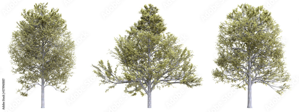 Poster tree alnus glutinosa on transparent background.3d rendering png set