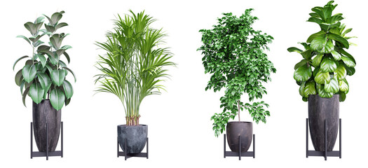 Plant set in vase isolated on white background.3d rendering PNG Set