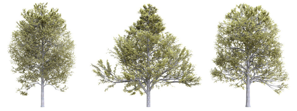 Tree alnus glutinosa on transparent background.3d rendering PNG Set