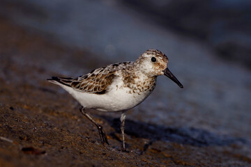 Sanderling on the shore, Calidris alba