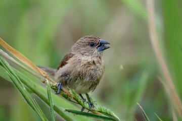 Scaly-breasted munia or spotted munia, Lonchura punctulata