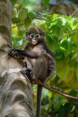 young dusky leaf monkey on the tree