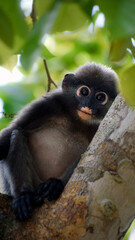 young dusky leaf monkey on the tree, Trachypithecus obscurus