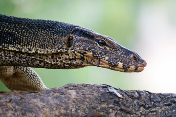 Asian water monitor close up, Varanus salvator
