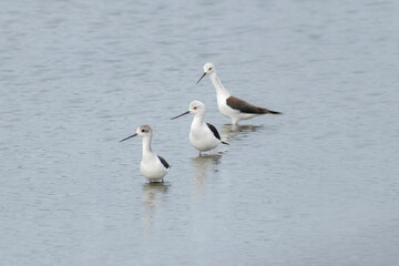 Black-winged stilts in the water