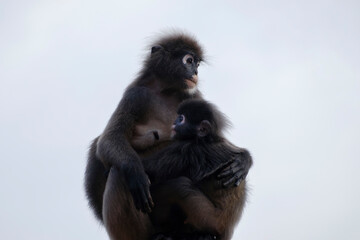 Obraz premium dusky leaf monkey with a child