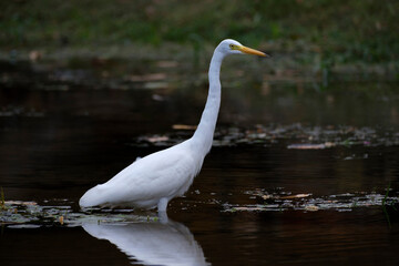 Intermediate egret or yellow-billed egret (Ardea intermedia)