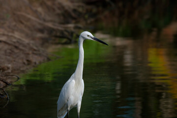 Little egret in Thailand, Egretta garzetta