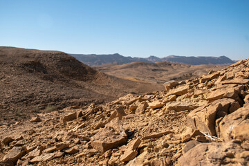 landscape in the desert
