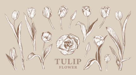 Set of hand drawn Spring Tulip flowers. Vector illustration of plant elements for floral design. Sepia sketch of realistic flowers isolated on a beige background. Beautiful bouquet of Tulips - 579962899