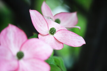 美しい緑とハナミズキの花