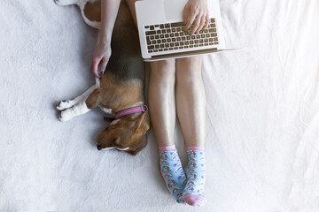Overhead view of woman using laptop computer with beagle on bed at home
