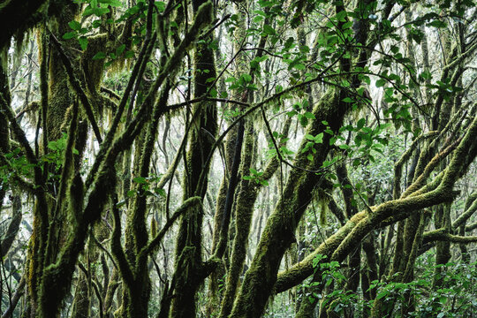 Close-up of mossy branches in forest at Garajonay National Park