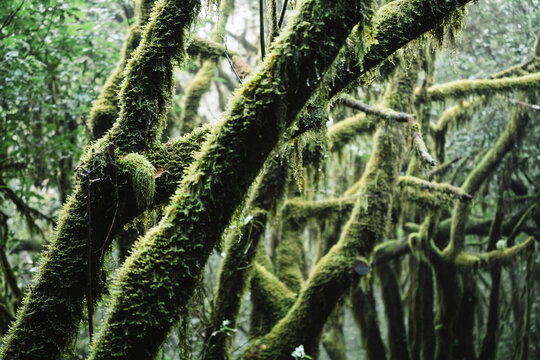 Close-up of mossy branches of trees in forest at Garajonay National Park
