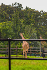 Portrait of an elegant Giraffe in its natural habitat and grazing in Mysore zoo in Karnataka India
