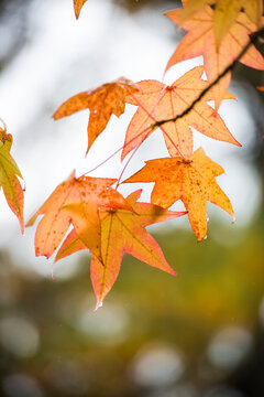 Close-up of maple leaves on branches at park during autumn