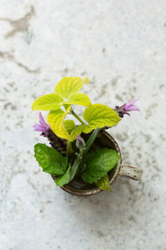 Overhead view of fresh herbs in rusty metallic container on table