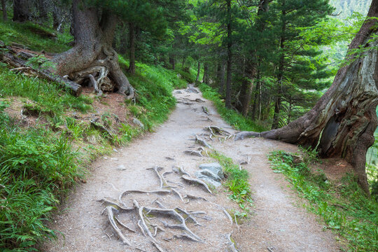 Footpath Amidst Trees Growing At Tatra National Park