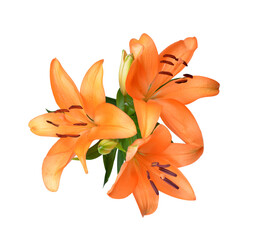 Orange lily flower isolated on transparent background, PNG.