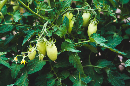 High angle view of tomatoes growing on tree at vegetable garden