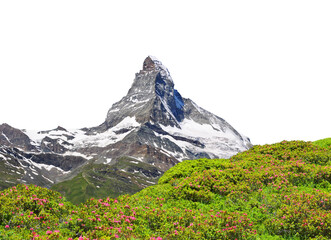 Mount Matterhorn with blooming azalea isolated on transparent background, PNG. Mountain landscape in the Pennine Alps, Switzerland.