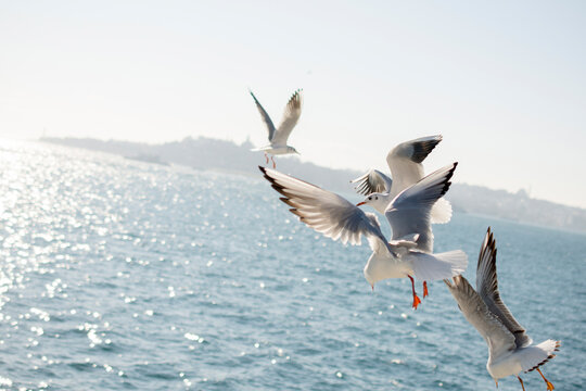 Seagulls flying over sea against clear sky during sunny day