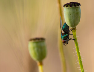 Close-up of housefly on plant