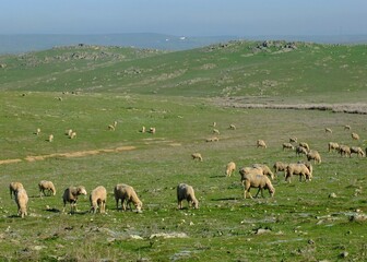Green Extremadura landscape in spring time with a flock of sheep - Spain 