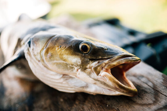 Close-up of dead fish on wood