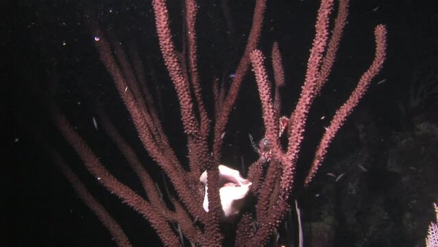 Crayfish with shell on coral underwater hiding from torch in dark water. Underwater ecosystems are made up of intricate formations of coral provide shelter for vast array of marine life.
