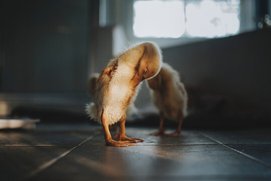 Close-up of ducklings standing on tiled floor