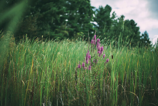 Purple flowers growing amidst grassy field against trees