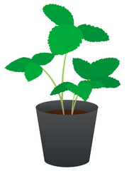 苺の苗イラスト素材　Strawberry seedlings illustration