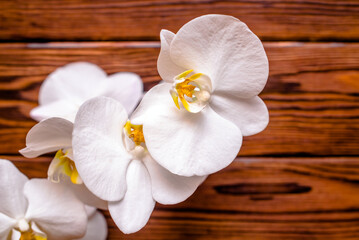 Obraz na płótnie Canvas A branch of white orchids on a brown wooden background