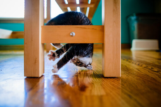 Close-up of playful kitten hanging upside down on wooden table at home
