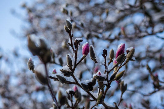 Low angle view of snow covered Magnolias during springtime