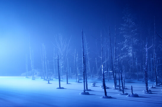 Bare trees on snow covered field against sky at night