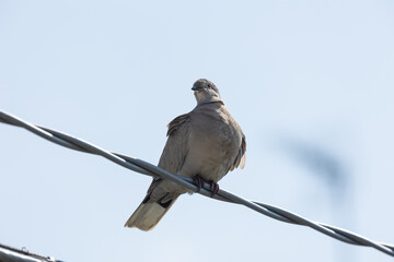 Eurasian collared dove