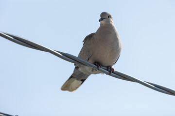 Eurasian collared dove