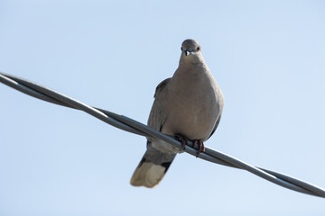 Eurasian collared dove