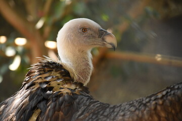 portrait of a vulture