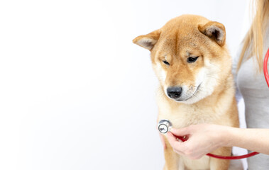 dog and stethoscope. the concept of veterinary treatment of animals and dogs