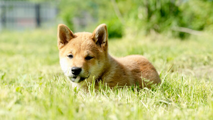 Close-up Portrait of beautiful and happy red shiba inu puppy sitting in the green grass in summer. Cute and crazy japanese red dog posing at sunset. Sunny day
